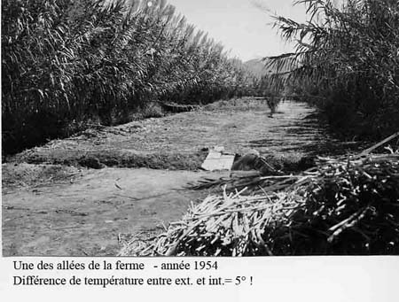 Une des allées en 1954