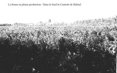 La culture des navets