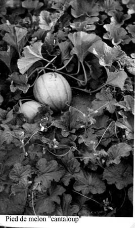 La culture du melon